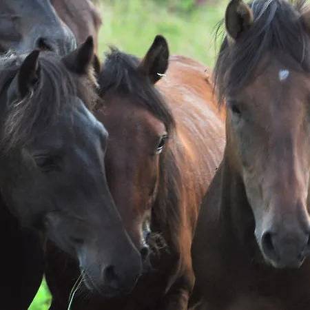 게스트하우스 U Kotle 호르니 미섹키